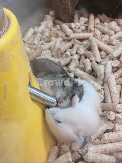 햄스터,동물,쥐,반려동물,애정