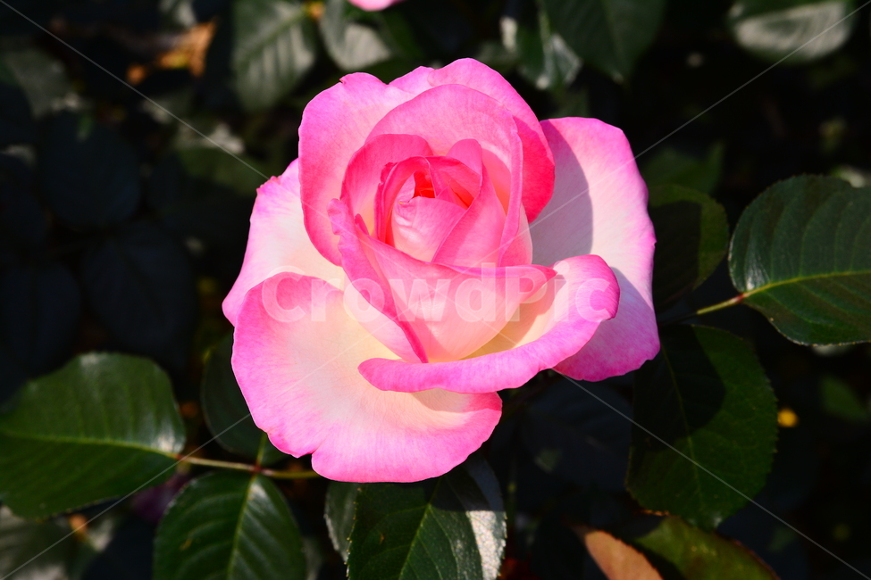 장미,장미꽃,로즈,꽃,아름다움,예쁜,플라워,데코레이션,꽃송이,꽃잎,feeling,rose,flowers,5월,계절의여왕,가시,가든,정원,앞뜰,장미원,장미축제,BEAUTIFUL,plant,garden,핑크색장미,분홍장미,pink,꽃밭,한송이,식물,자연,plants,nature,꽃,flower