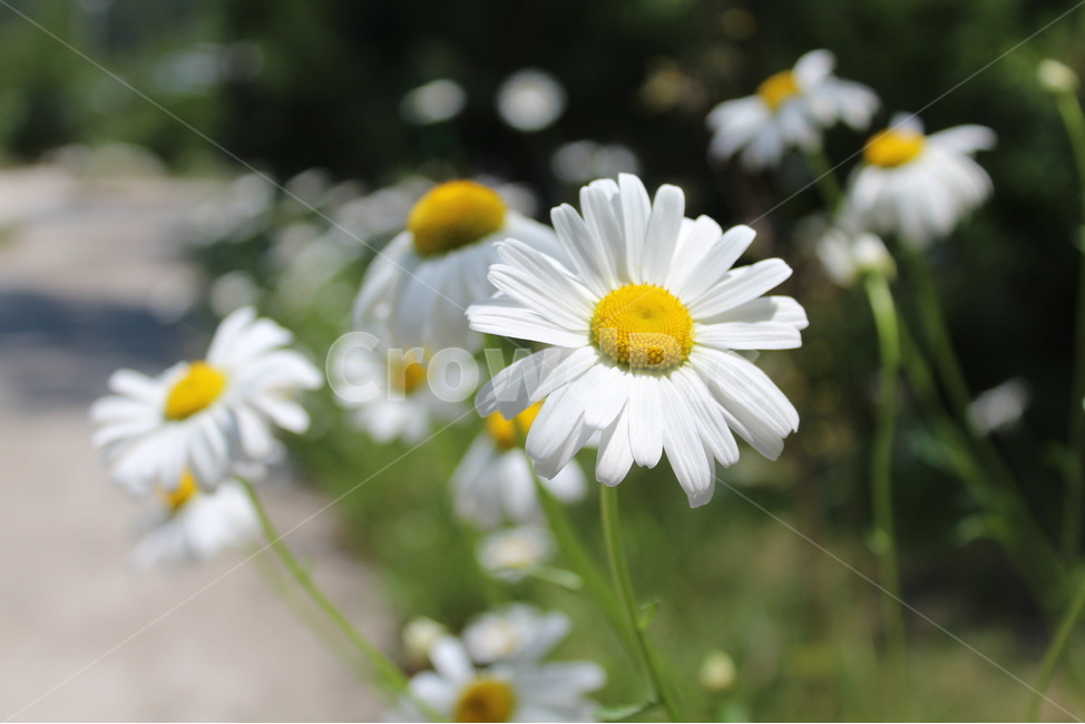 봄,꽃,들꽃,식물,자연,식물,자연,plants,nature,꽃,flower