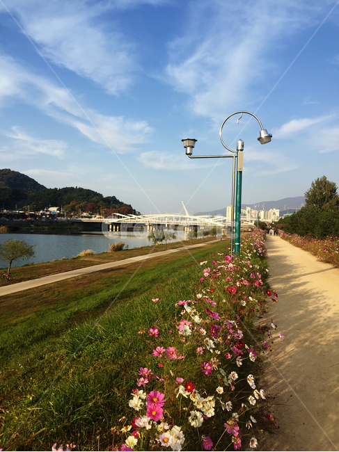 가을,꽃,코스모스,코스모스거리,양산,가을,계절,fall,autumn,season