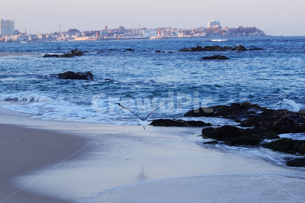 갈매기,파도,해변,바다,날개,도약,바위,자연,풍경,nature,landscape,동물,animal,조류,새,birds,water,물,outdoors,옥외,sea,ocean,대양,adventure,모험,leisure activities,레저 활동