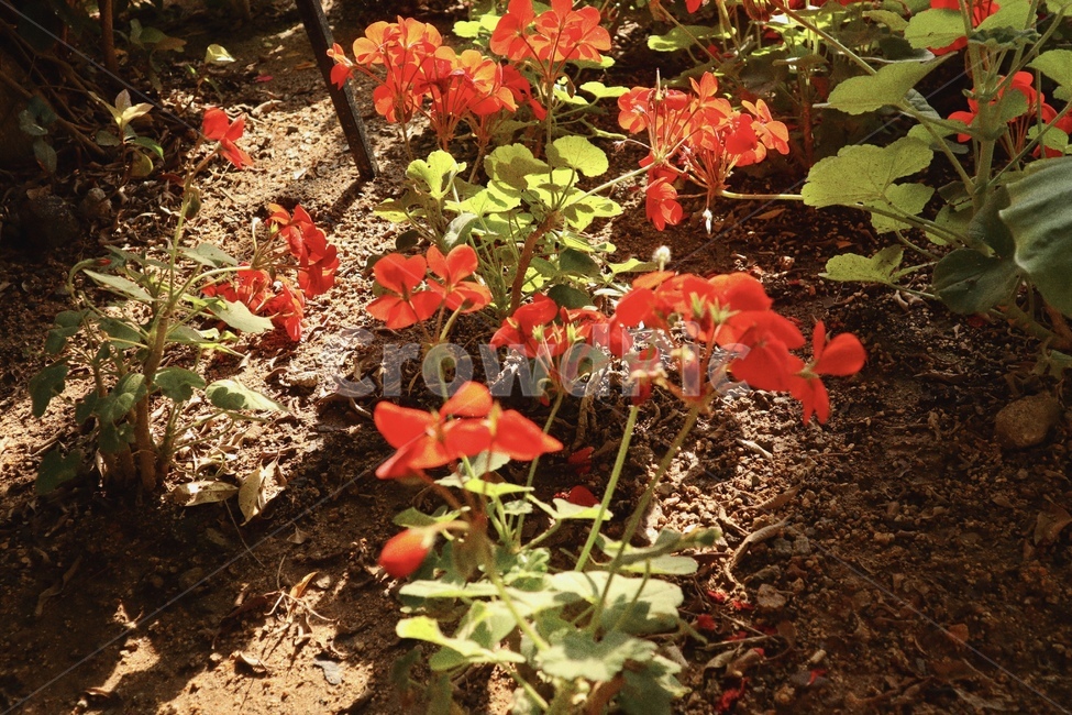 봄,꽃,flower,빨간꽃,정원,식물,자연,plants,nature,꽃,flower