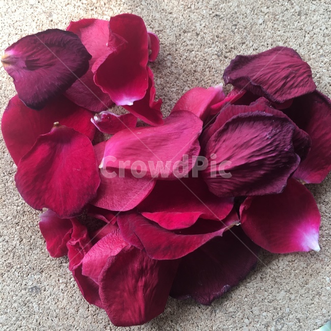 꽃잎,하트,장미,봄,떨어진꽃잎,꽃,flower