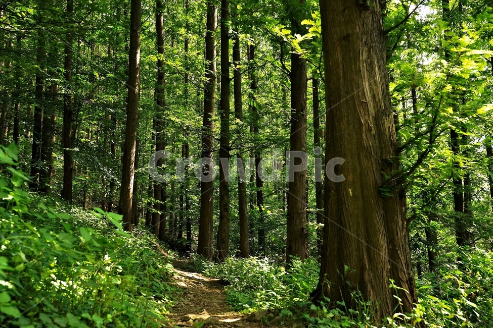 숲,자락길,나무,초록,신록,자연,woods,nature,green,cool,summer,walkaway,힐링,휴식,시원함,고요함,healing,relaxation,calm,forestbathing,freshness,자연,풍경,nature,landscape,식물,plants,나무,trees,wood,휴식,힐링,rest,relaxation,healing,tree,plant,path,통로,vegetation,초목