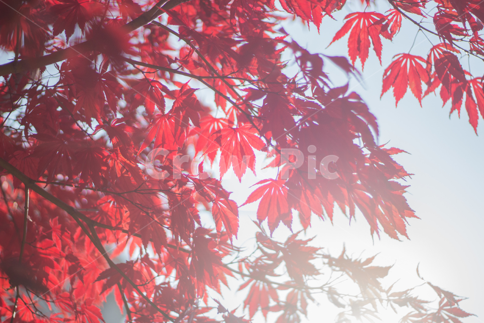 단풍,가을,red,단풍잎,단풍나무,자연,fall,autumn,maple,가을,계절,fall,autumn,season,leaf,잎,plant,식물,tree,나무
