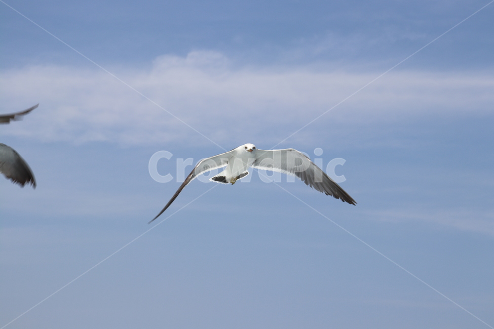 animal,동물,bird,새,flying,나는,갈매기,바다,seagull,동물,animal,조류,새,birds