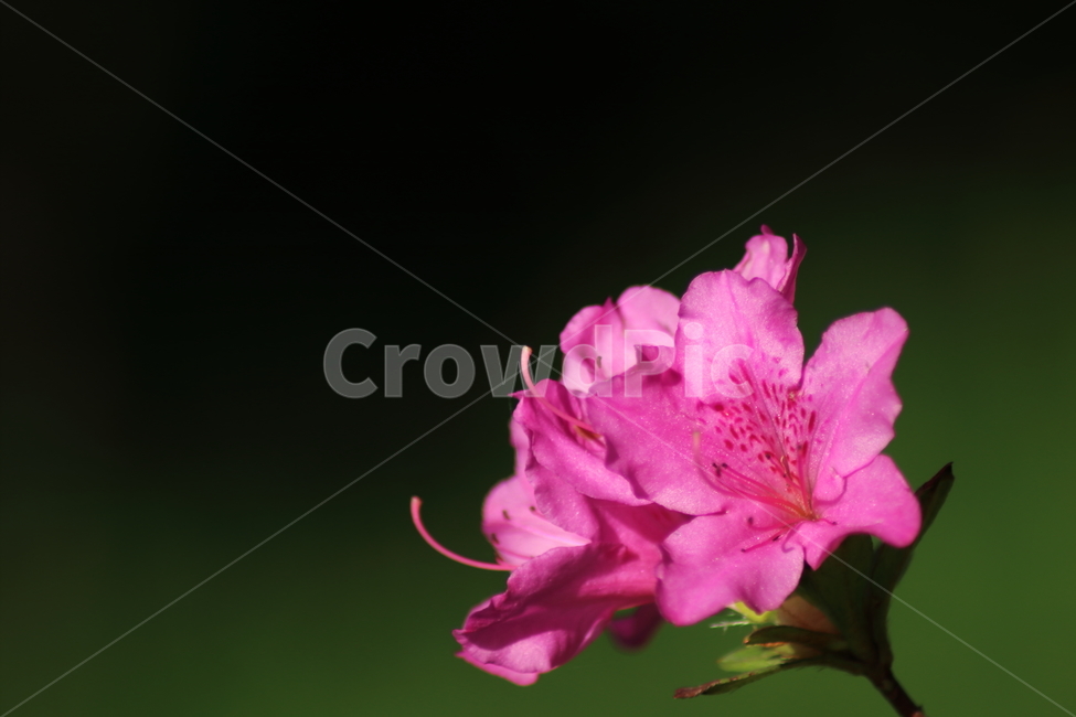 자연,꽃,철쭉,봄,spring,봄,계절,spring,season,식물,자연,plants,nature,꽃,flower,geranium,제라늄,blossom,plant