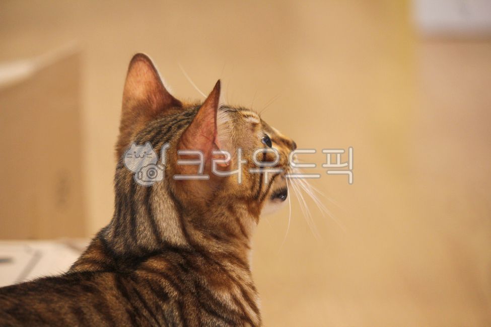 고양이,펫,애완동물,뱅갈고양이,동물,cat,애완동물,pet,포유류,animal,뒷모습,애완묘