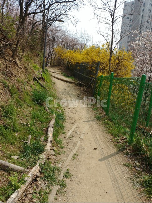 산,숲,개나리,길,오솔길