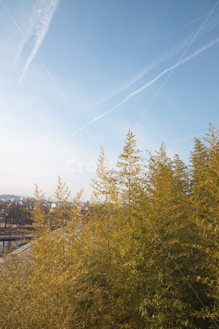 하늘,담양,가을,대나무,tree,식물,conifer,구과식물,abies,fir,전나무,식물,자연,plants,nature,나무,trees,wood