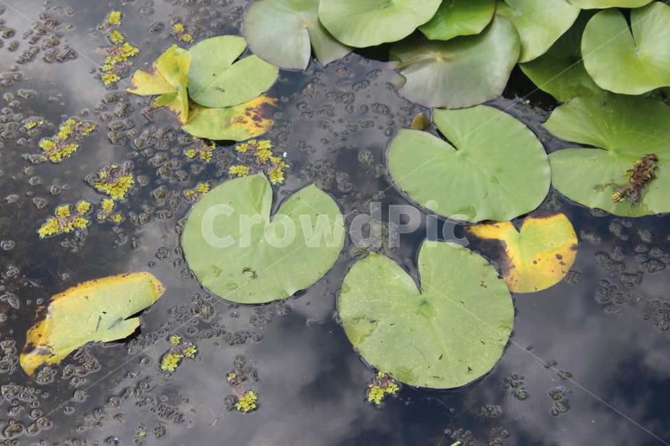 plant,식물,water,물,수련,식물,자연,plants,nature,꽃,flower