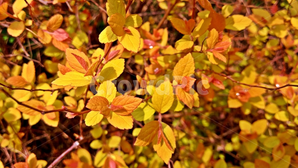 leaf,잎,plant,식물,나무,tree