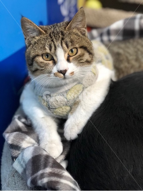 피곤,고양이,비만,통통,예민,tired,cat,obesity,plump,sensitive,강아지친구,물방울무늬,잠옷,반려묘