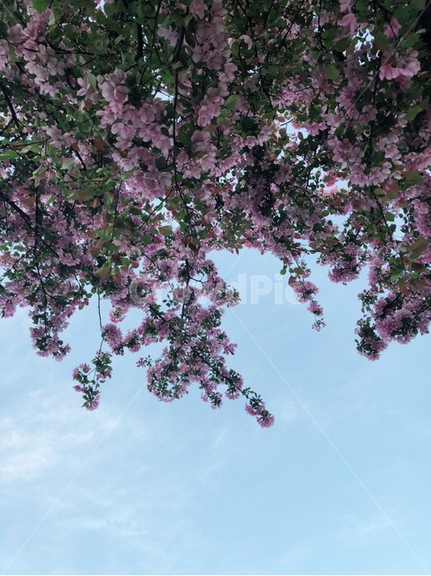 cherryblossom,벚꽃,flower,blossom,꽃,plant,식물,봄,spring,하늘,sky,구름,cloud,pink,green,skyblue,핑크색,하늘색,초록색,식물,자연,plants,nature,꽃,flower