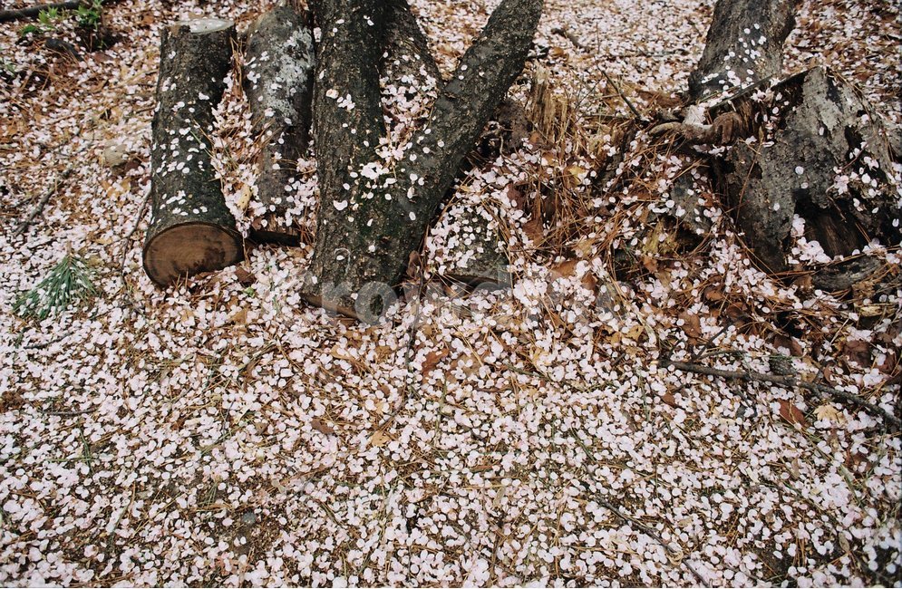 벚꽃,나무,자연,분홍,감성,nature,봄,계절,spring,season,식물,자연,plants,nature,나무,trees,wood