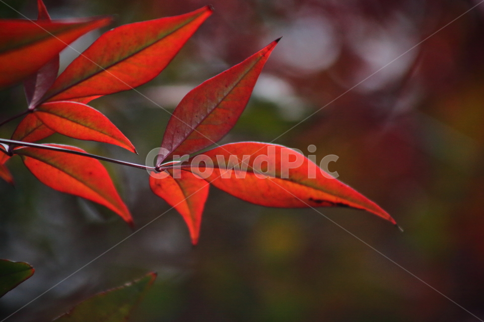단풍,잎,식물,가을,redleaves,남천,nandina,가을,계절,fall,autumn,season,식물,자연,plants,nature,leaf,plant