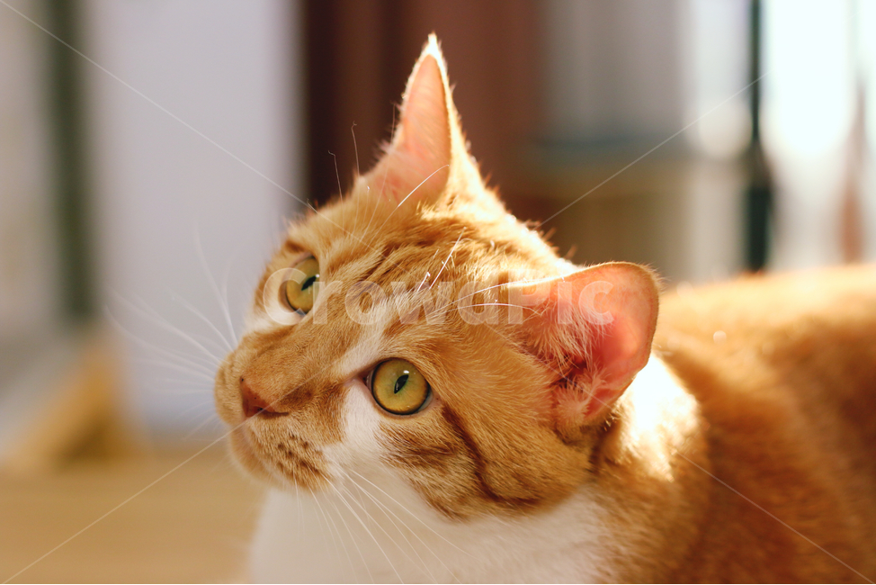 치즈냥,노란,고양이,햇빛,조명,동물,animal,포유류,mammal,고양이,cat,kitten,kitty