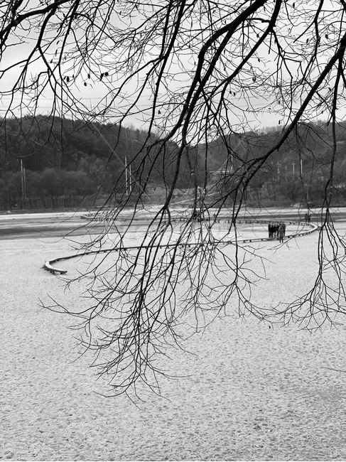 나무,tree,강변,강가,영주,무섬마을,외나무다리,자연,풍경,nature,landscape,흑백,모노톤,monochrome,black and white