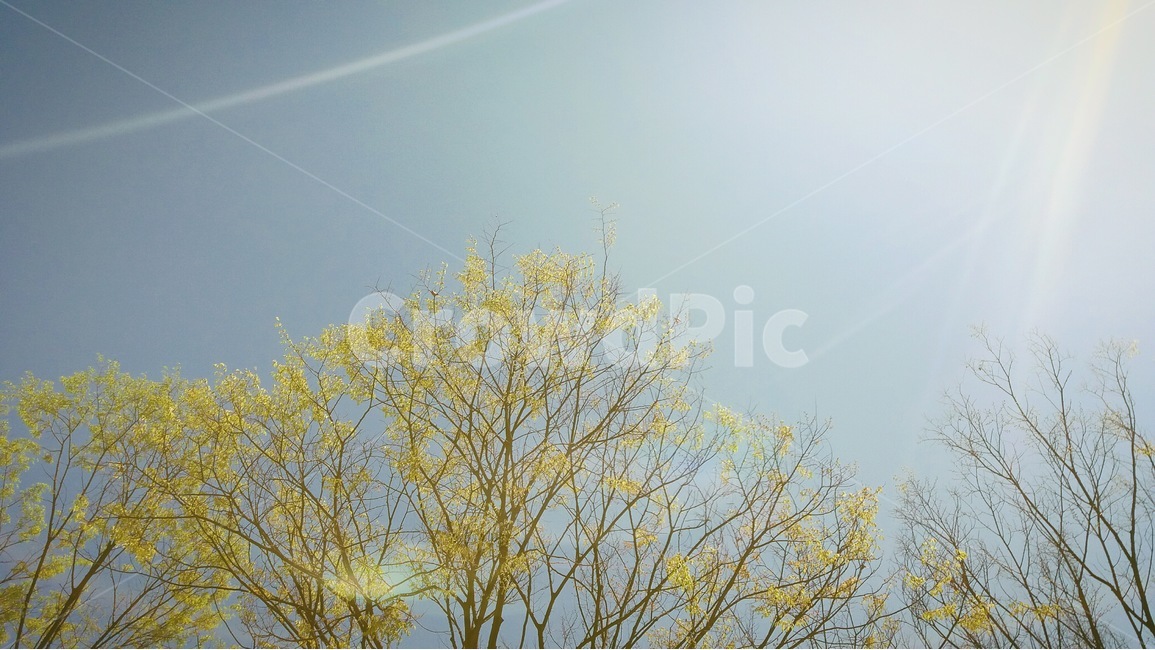 나무,하늘,봄,식물,감성,자연,햇살,햇빛,trees,sky,spring,emotion,nature,light,sunlight,자연,풍경,nature,landscape,식물,plants,나무,trees,wood
