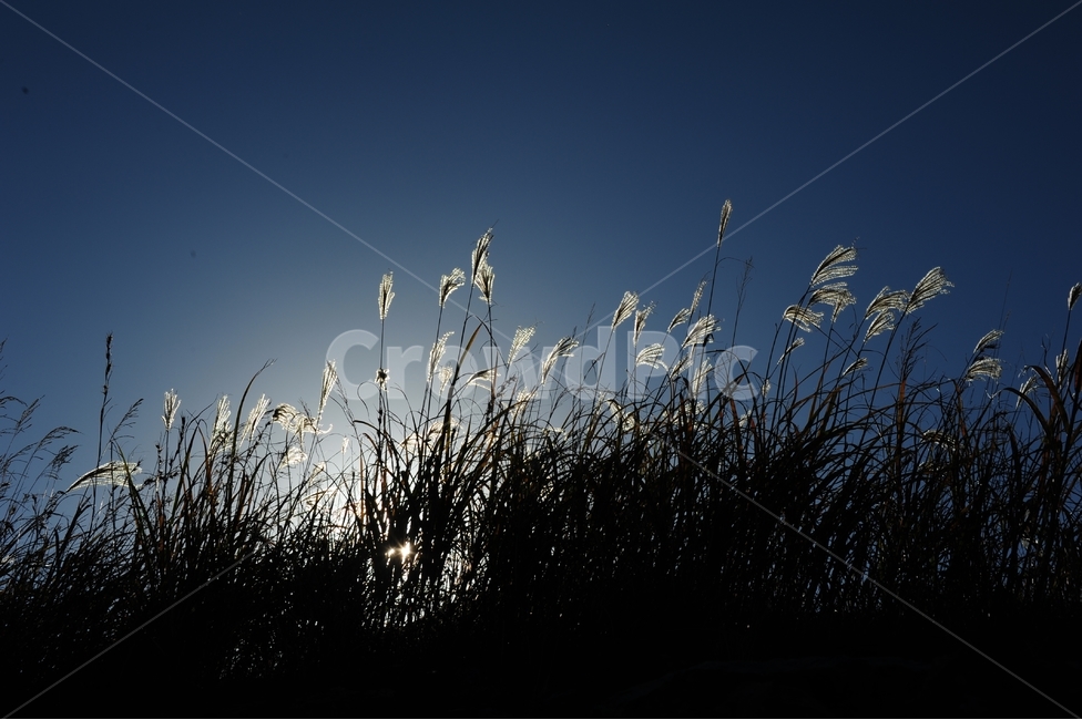 자연풍경,자연,일몰,일출,호수,저수지,억새풀,자연,풍경,nature,landscape,식물,plants,plant,grass,잔디,lawn,reed,갈대