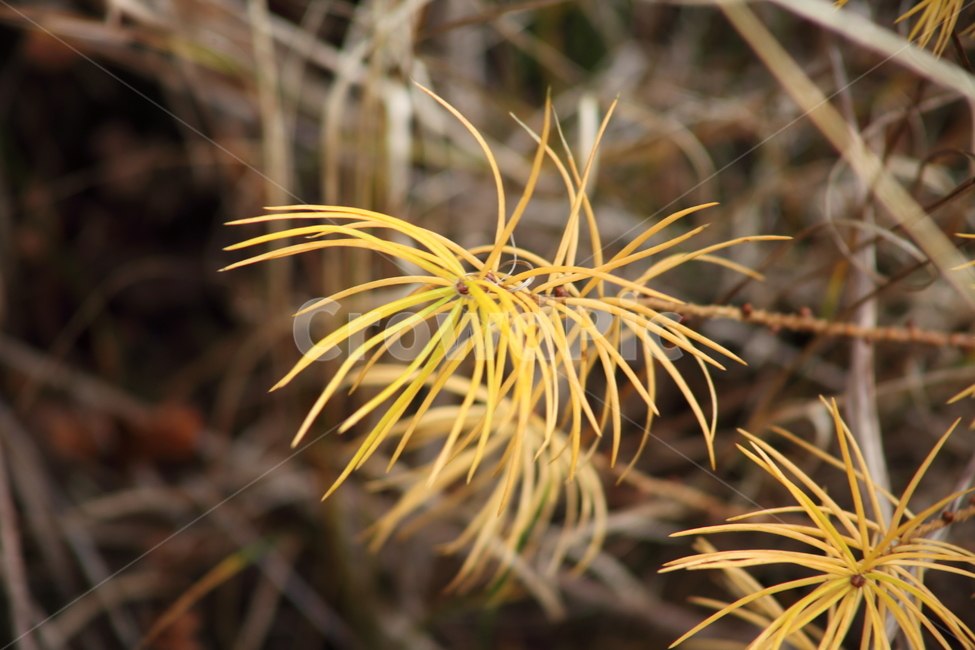 노간주나무,단풍,가을,식물,juniperusrigida,식물,자연,plants,nature