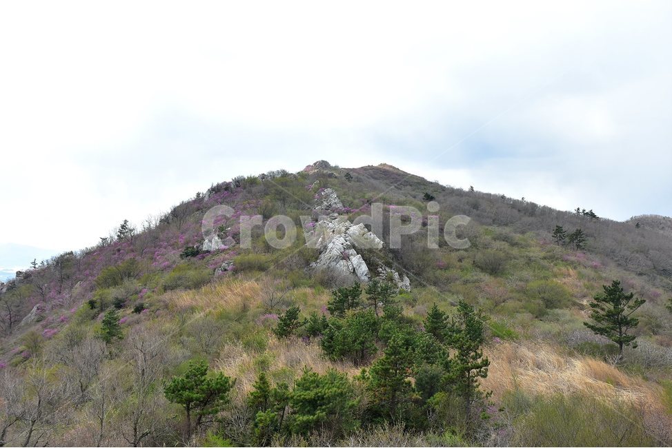 주작산,덕룡산,종주,진달래,풍경,기암,바위,비경,봄풍경,진달래꽃,강진,명산,산행,등산,마운틴,힐링,mountain,landscape,자연,natural,자연,풍경,nature,landscape,한국자연풍경,한국자연경관,korea nature landscape,outdoors,옥외,hill,언덕