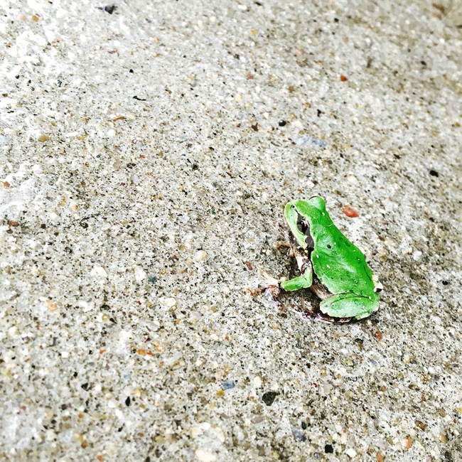 개구리,산개구리,청개구리,양서류,자연,자연물,동물,animal,파충류,양서류,reptile,amphibian