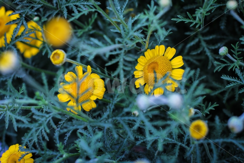 flower,yellow,nature,꽃,자연,식물,자연,plants,nature,꽃,flower