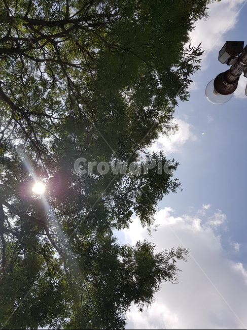 햇빛,여름,숲,구름,썸머,자연,풍경,nature,landscape,light,빛,flare,플레어