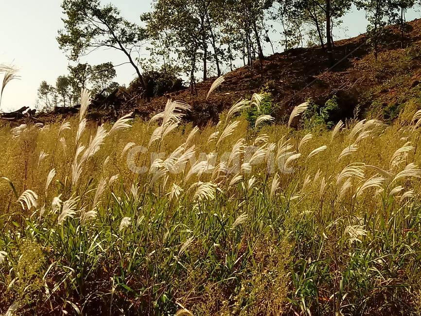 식물,자연,plant,nature,갈대,가을,계절,fall,autumn,season,식물,자연,plants,nature,grass,잔디,lawn,reed