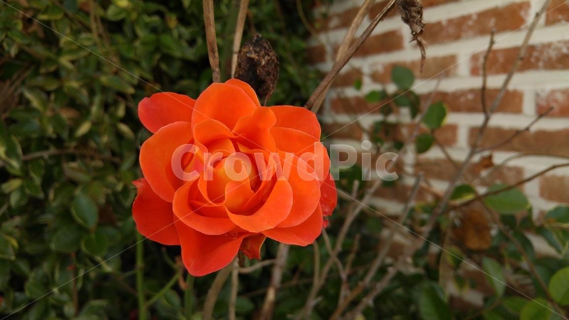 가을장미,장미,담벼락,장미꽃,rose,벽돌담,식물,자연,plants,nature,꽃,flower