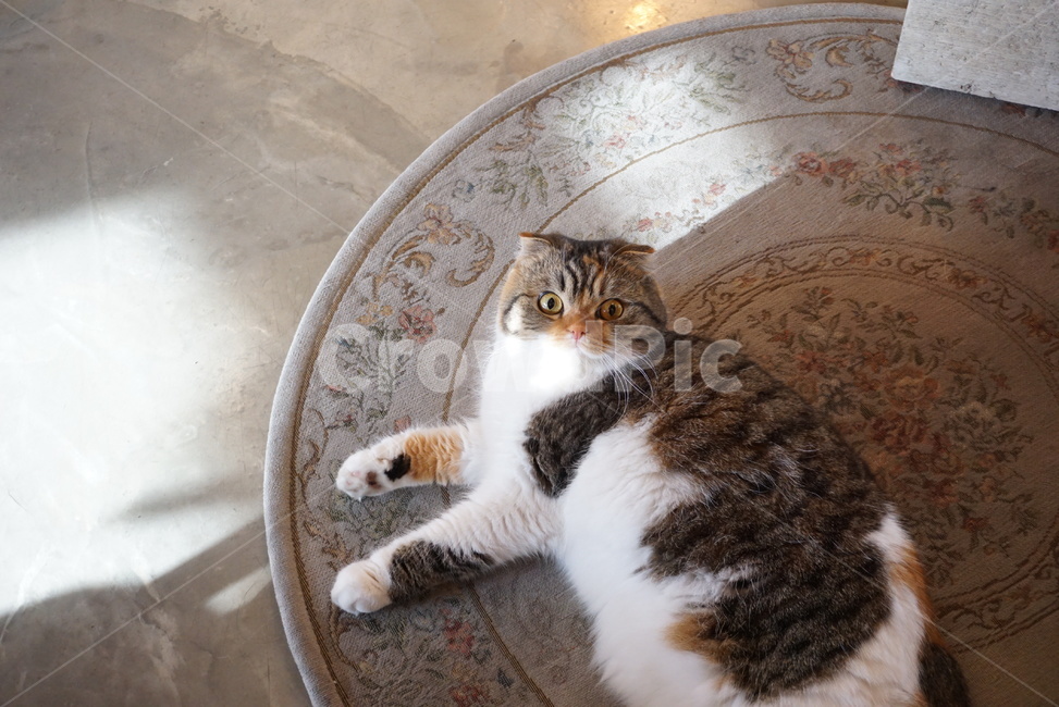 Pets,scottish fold,cat,pet