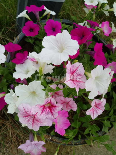 페튜니아,꽃,식물,plant,flower,petunia,식물,자연,plants,nature,꽃,flower
