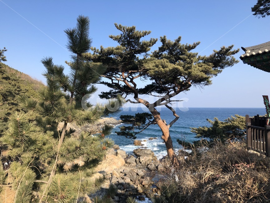소나무,겨울나무,바다,겨울바다,풀,초록색,나무,자연,풍경,nature,landscape,한국자연풍경,한국자연경관,korea nature landscape,나무,trees,wood,plant,식물,tree
