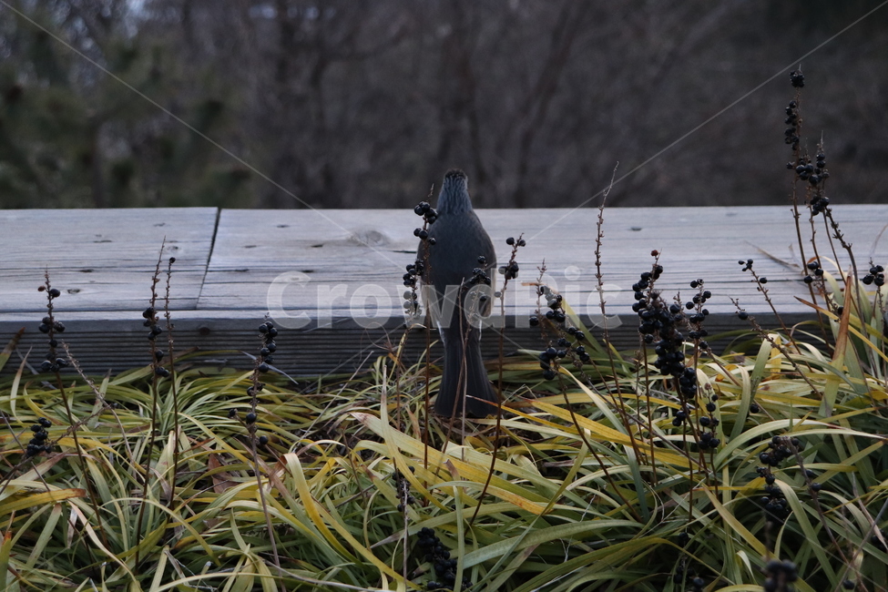 bird,새,animal,동물,식물,plant,꽃,자연,nature,동물,animal,조류,새,birds