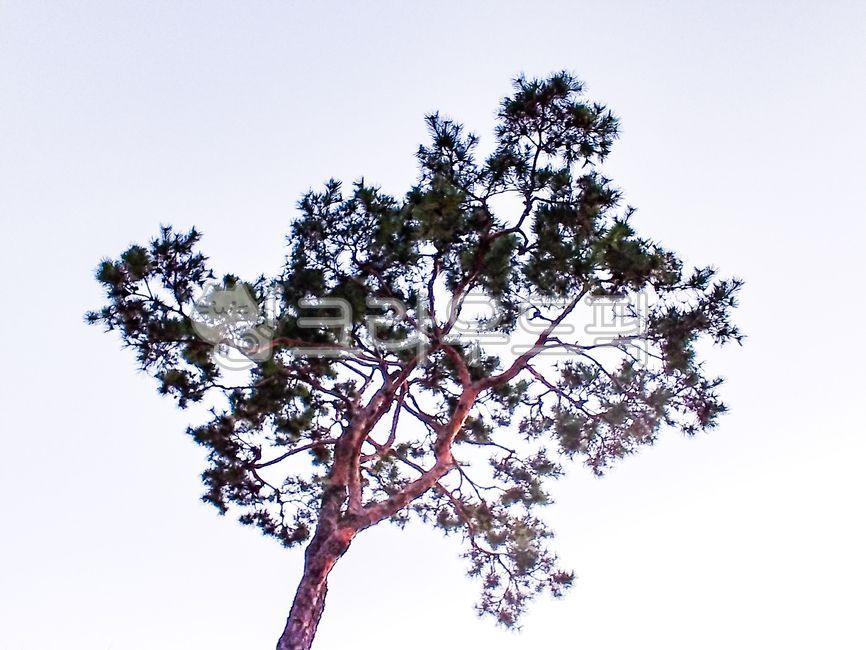 brush,red pine tree,pine tree,nature,tree,pine needles,branch,tree trunk,background,plant,treetrunk,Emotion,Wallpapers