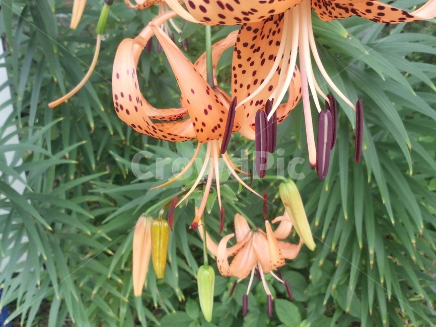 orange flower,Liliaceae,courtyard,Alnari,field lily,Daegaklili,Gyeongnaehwahwa,Lily of the valley,perennial plant,recommendation,tiger lily