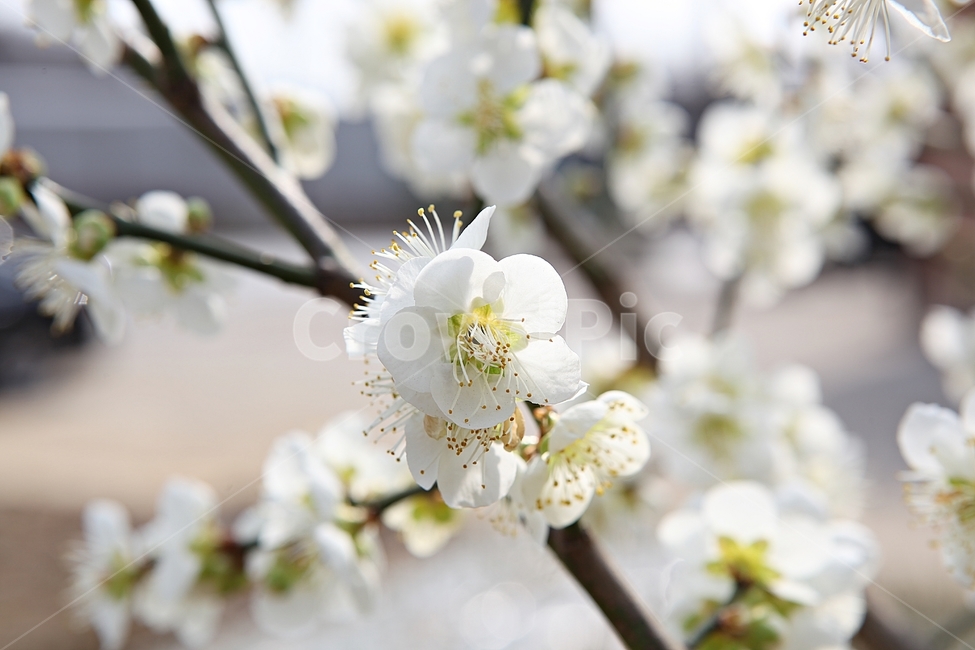 매화꽃,매화,꽃,꽃잎,봄꽃,봄,공원,식물,자연,식물,자연,plants,nature,꽃,flower
