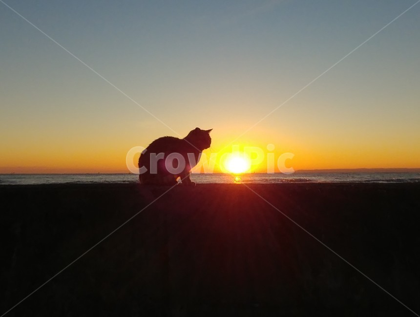 풍경,자연,고양이,일출,하늘,동물,animal,포유류,mammal,고양이,cat,kitten,kitty,실루엣,그림자,silhouette,shadow
