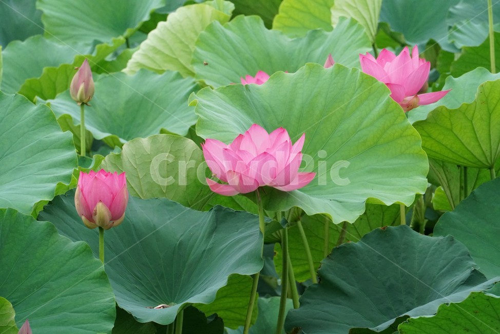 연꽃,련꽃,수련과,담수초,수중식물,식물,lotus,수초