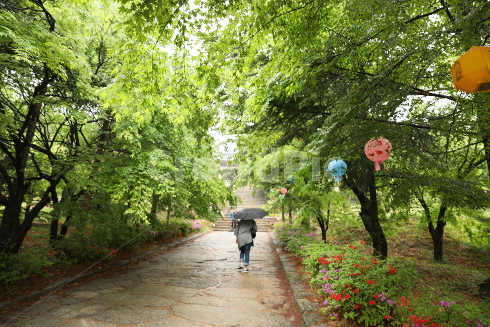 영주,부석사,사찰,전통가옥,나무,한국전통,한국문화,korean traditional,korean culture,사람,인물,인간,human,person,종교,신앙,religion,belief,faith,비,비오는날,rain,rainy