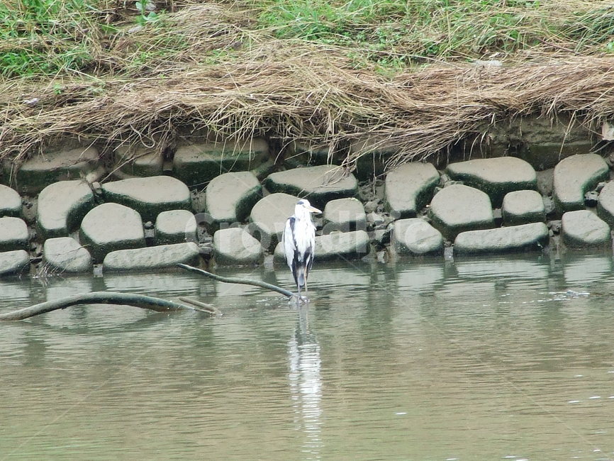 새,광주천,흰새,물가,동물,동물,animal,조류,새,birds