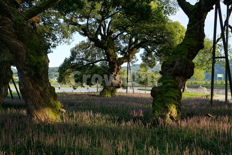 tree,나무,plant,식물,맥문동,식물,자연,plants,nature,꽃,flower,나무,trees,wood