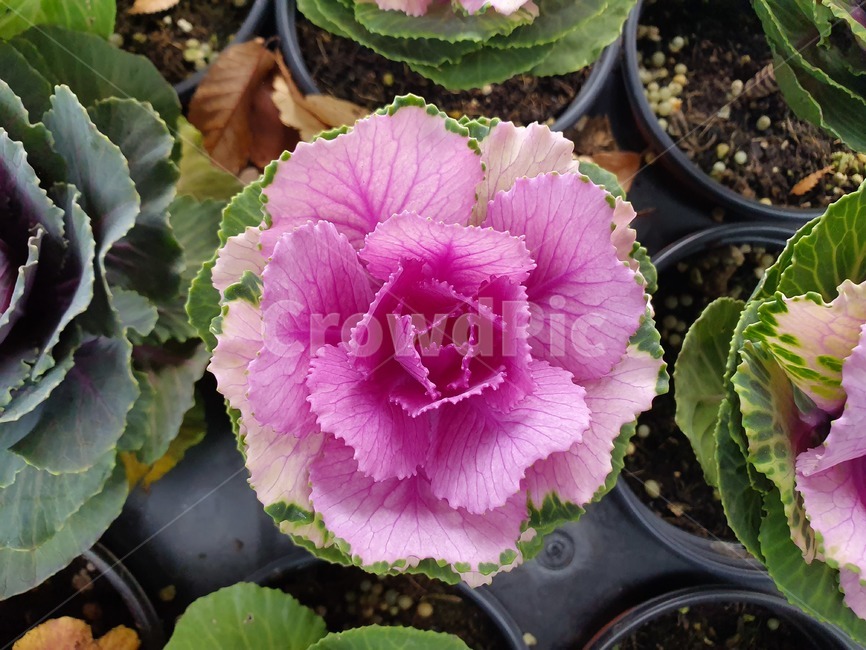 beautiful,vegetable,야채,cabbage,양배추,kale,케일,plant,식물,보라색,꽃,flower,purple,cut,식물,자연,plants,nature