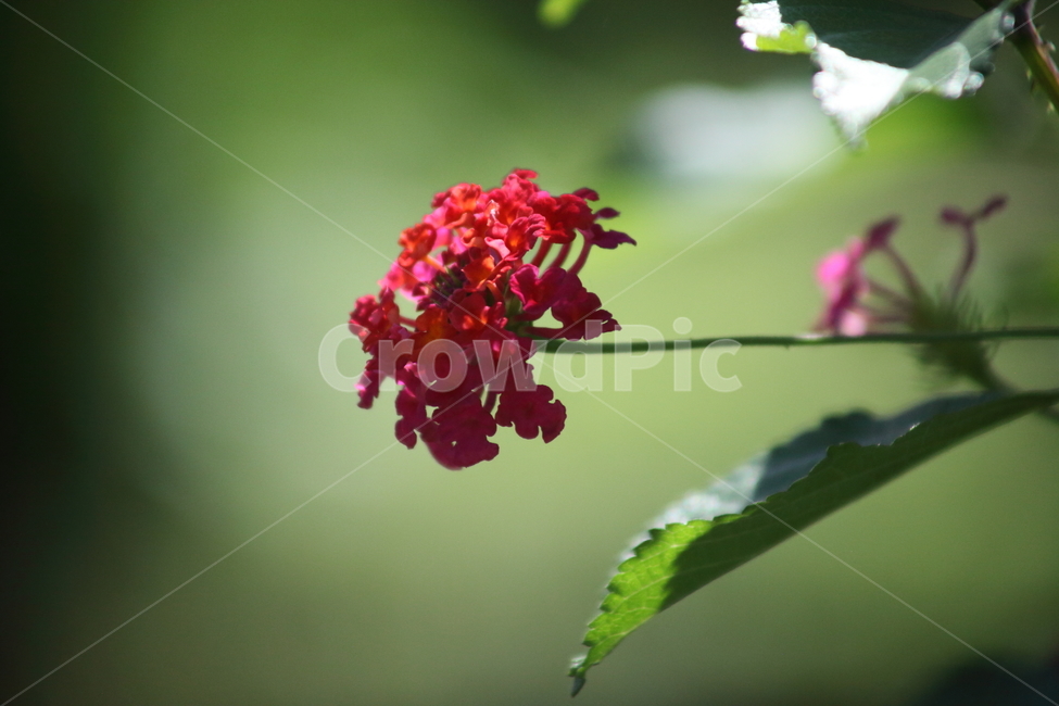 란타나,칠변화,꽃,식물,lantana