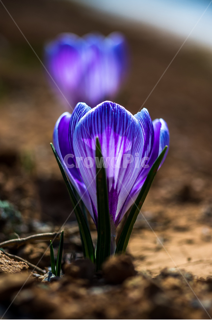 샤프란,식물,꽃,자연,flower,식물,자연,plants,nature,꽃,flower
