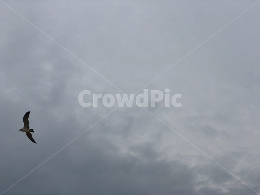 갈매기,seagull,새,하늘,비행,bird,동물,animal,조류,새,birds