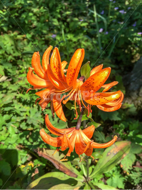 꽃,풀,붉은,빨간,초록,자연,아름다운,식물,자연,plants,nature,꽃,flower