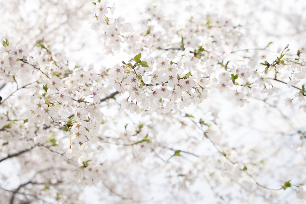 자연풍경,봄,벚꽃,우이천,벚꽃길,봄,계절,spring,season,식물,자연,plants,nature,꽃,flower,plant,blossom