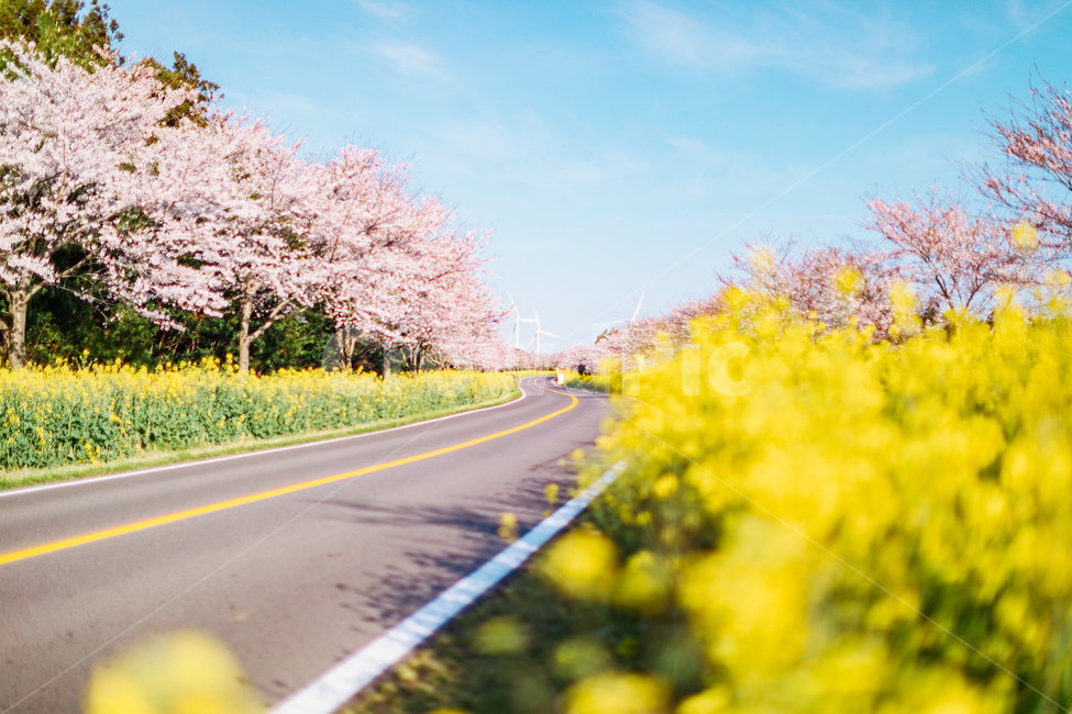 유채꽃,벚꽃,봄,도로,노랑,핑크,하늘,구름,자연,풍경,봄,계절,spring,season,자연,풍경,nature,landscape,한국자연풍경,한국자연경관,korea nature landscape,plant,식물